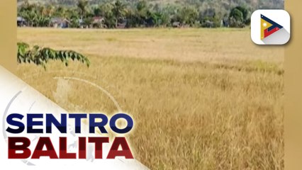 D.A., magpapatupad ng low-water-use strategy sa pagtatanim ng palay;