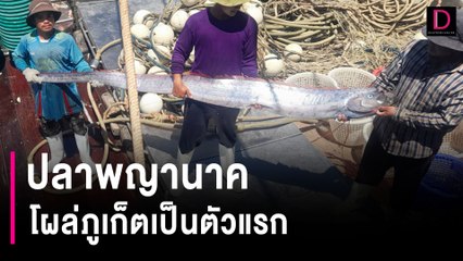 “ปลาพญานาค” โผล่ภูเก็ตเป็นตัวแรก ส่ง อพวช. นำไปศึกษาแหล่งกำเนิด | HOTSHOT เดลินิวส์ 16/02/67