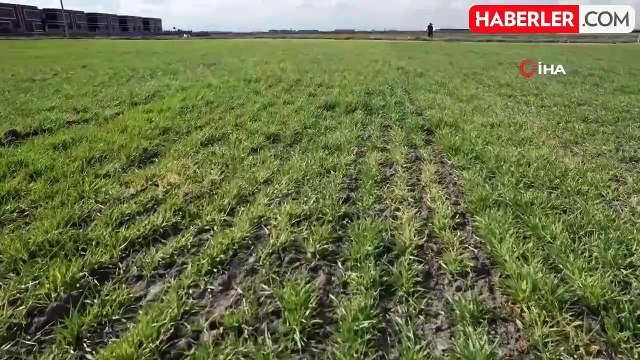 Tahıl ambarı Konya Ovası'nda yağışlar rekolte umutlarını artırdı