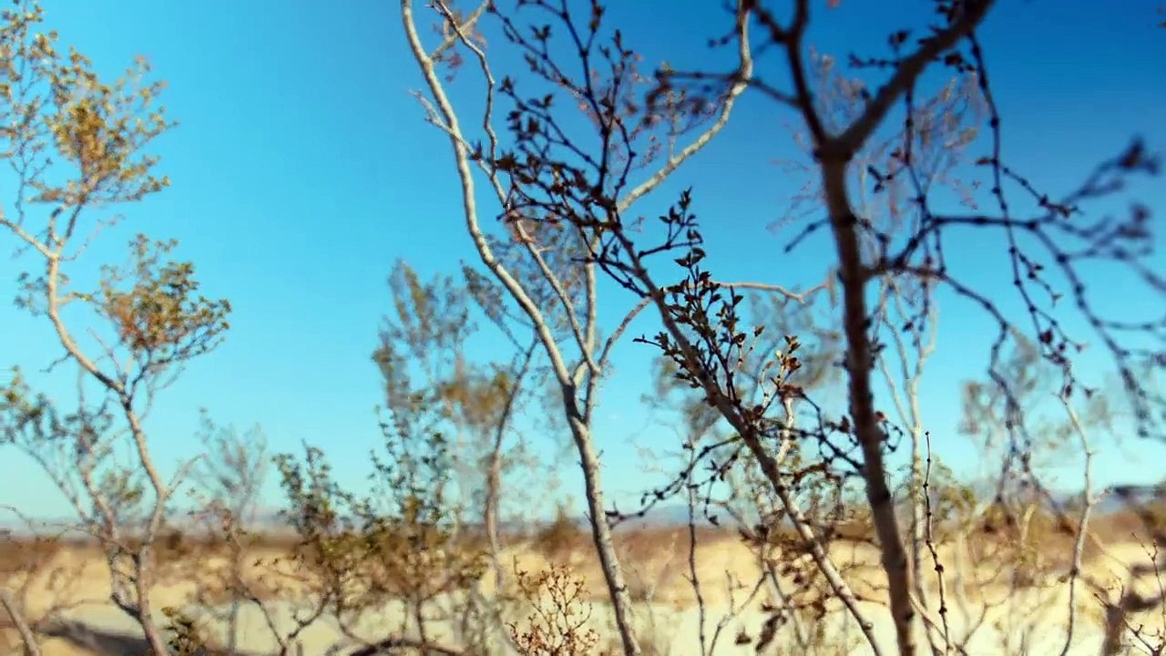 Night Of The Bastard Trailer DF