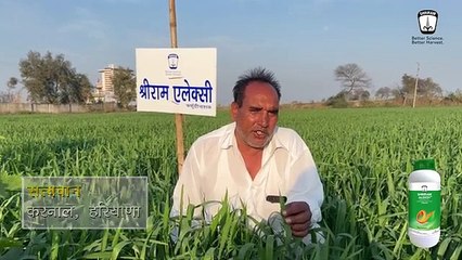 Super Wheat Results Haryana Farmers with Shriram Aleksy