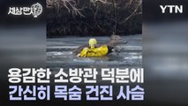 [세상만사] 사슴 구하려고 얼음물에 뛰어든 소방관 / YTN