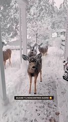 Quand Bambi vient te rendre visite dans le Colorado pour Noël 