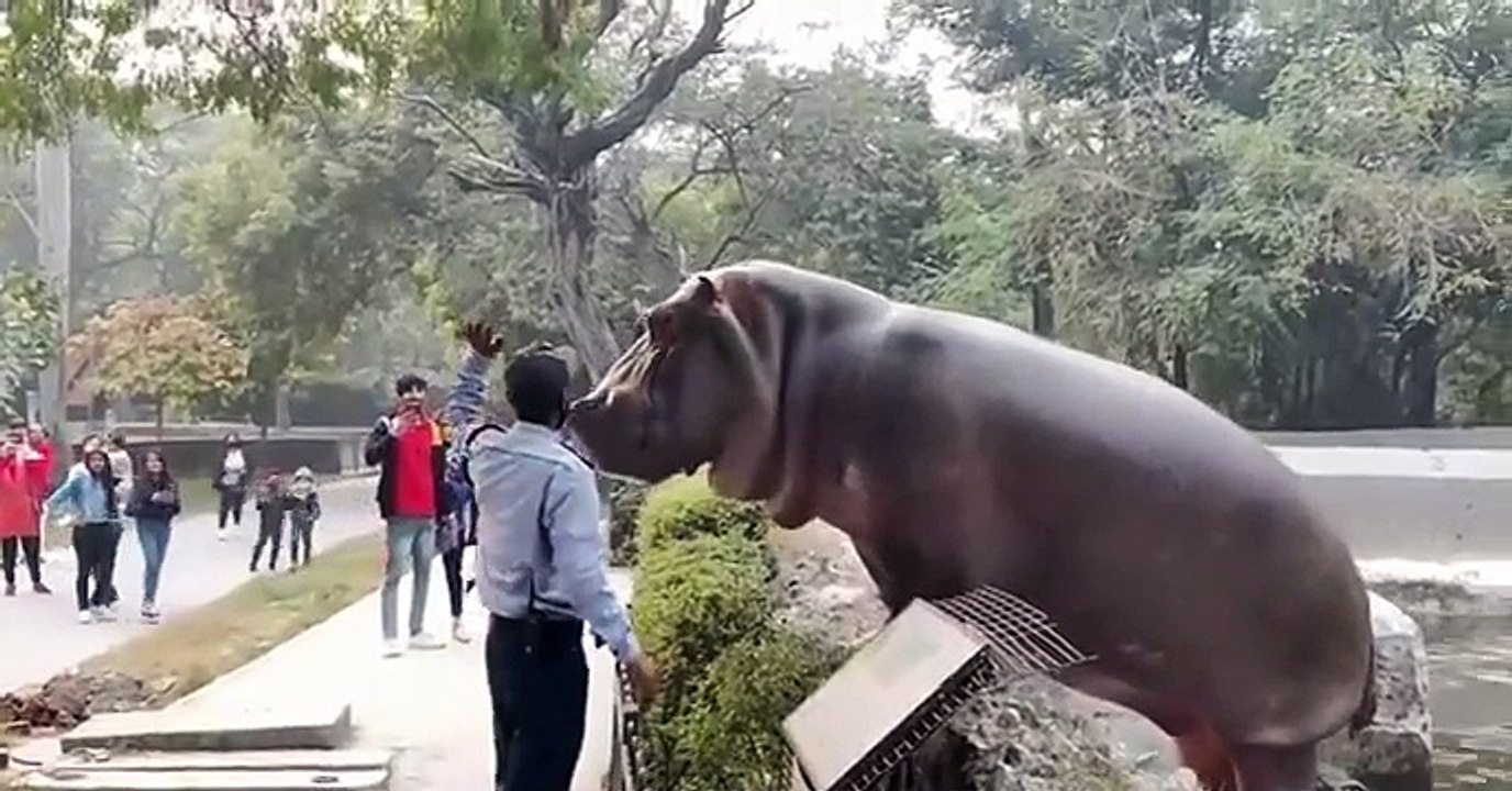 Security guard prevents hippo!!