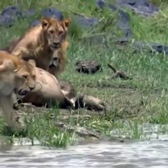 الجميع يعرفه ويعلم مدى قوته ومكانته لذلك سيحترمونه جميعهم حتى وإن كنت تمساح داخل المياه