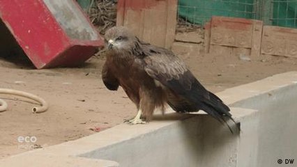 Rescuing birds in Rajasthan to stop species decline