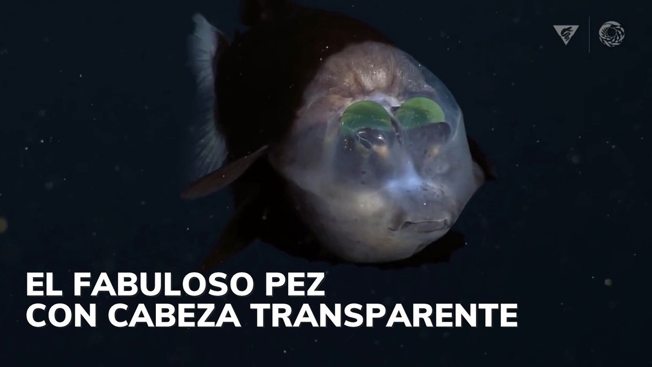 El fabuloso pez con cabeza transparente