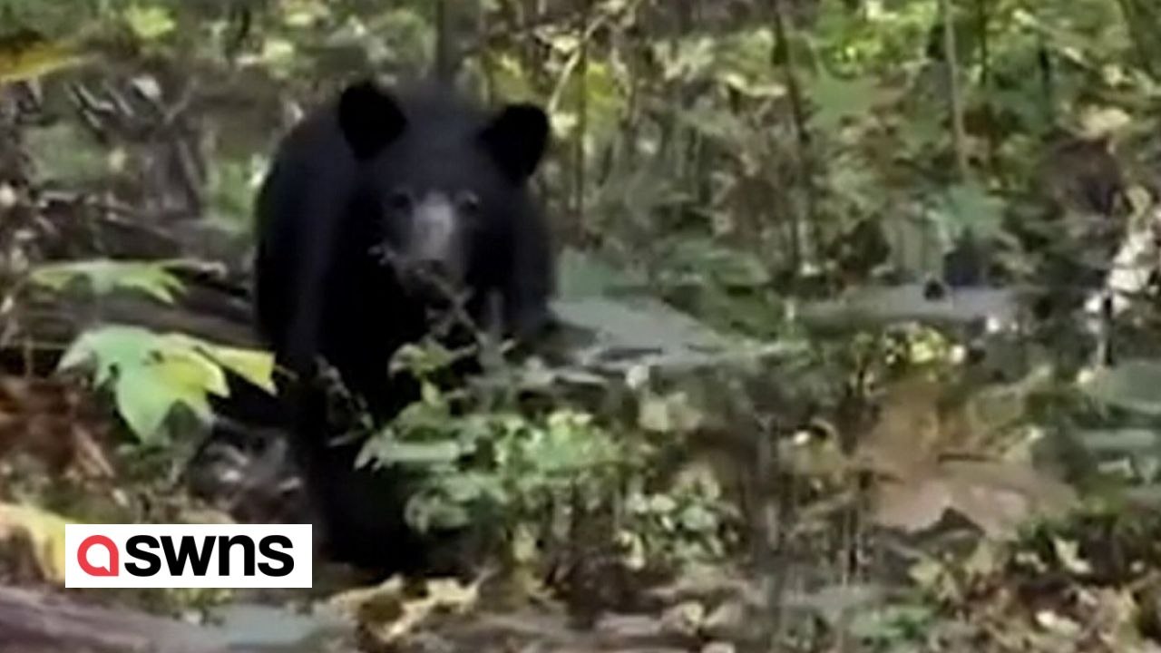 Bär pirscht sich 30 minuten lang an frau auf wanderweg an