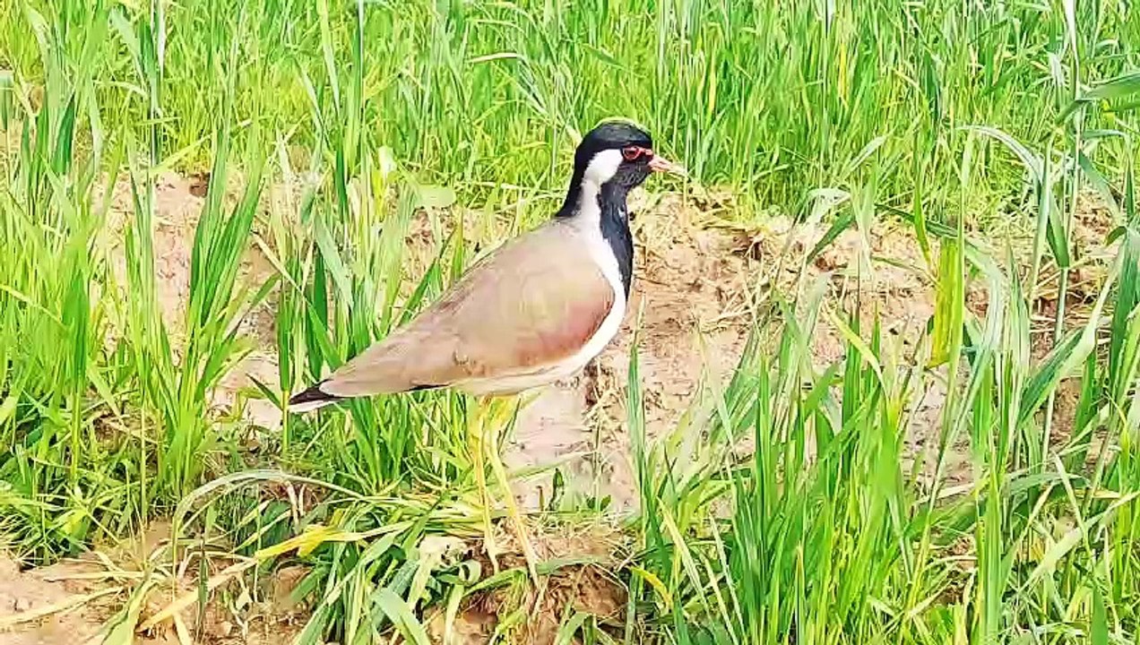 Titahari bird amazing video | tithari | titodi | टिटहरी की आवाज़ ...