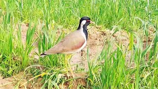 Titahari bird amazing video | tithari | titodi | टिटहरी की आवाज़