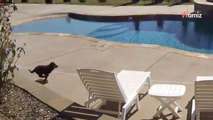Le chiot s'approche de la piscine : elle agit en véritable héroïne devant 2M de personnes stupéfaites (vidéo)