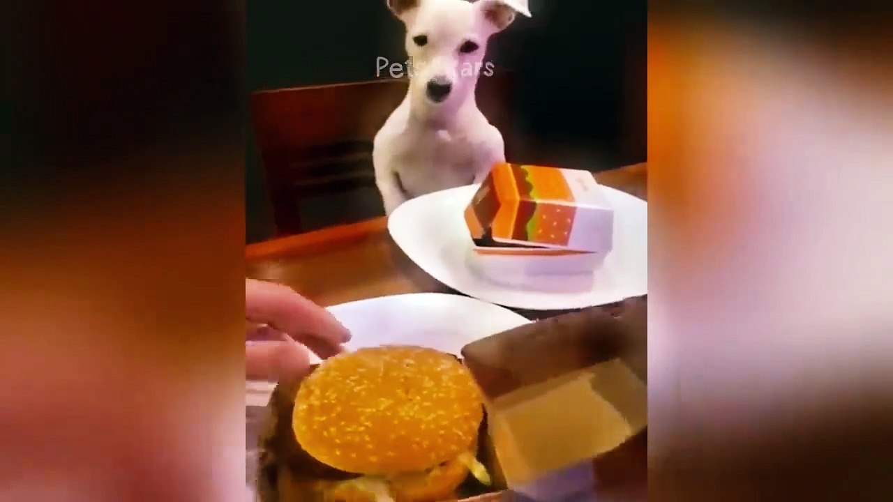 Best Funny Cats and Dogs Videos  Part 18