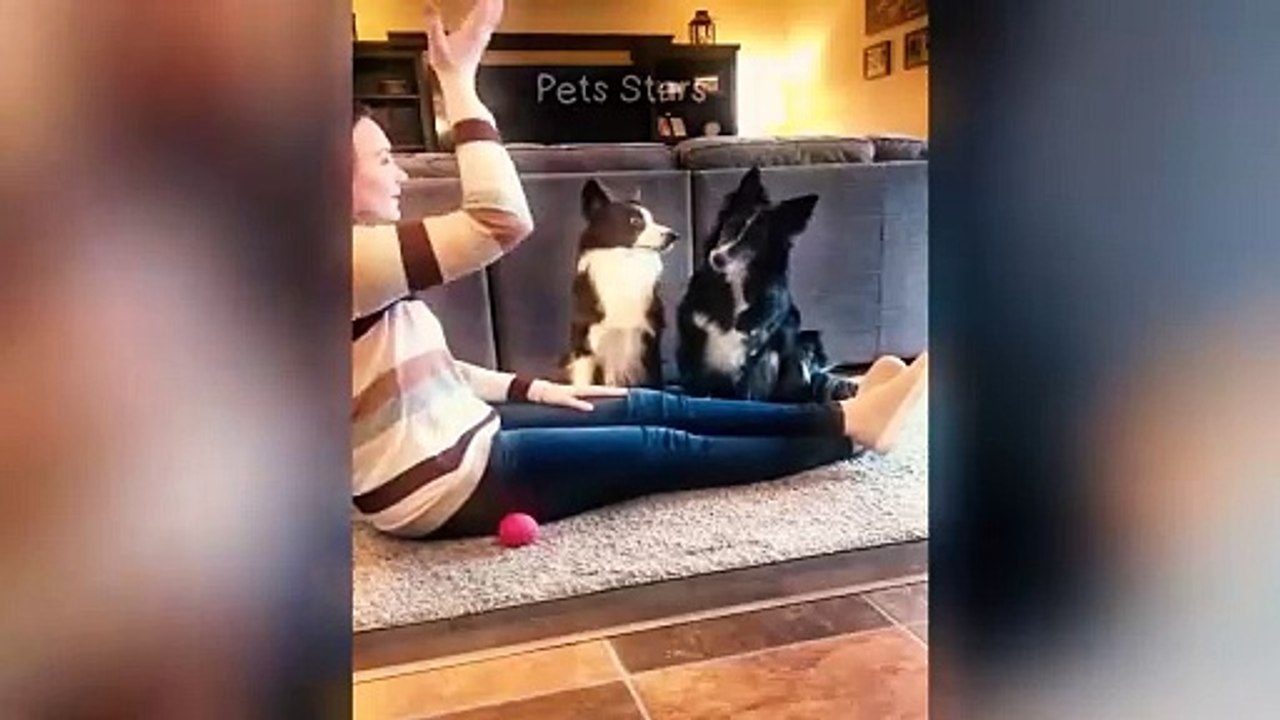 Best Funny Cats and Dogs Videos  Part 19