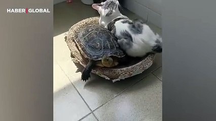 Kediyi sürekli darlayan kaplumbağanın yaptıkları kahkahaya boğdu
