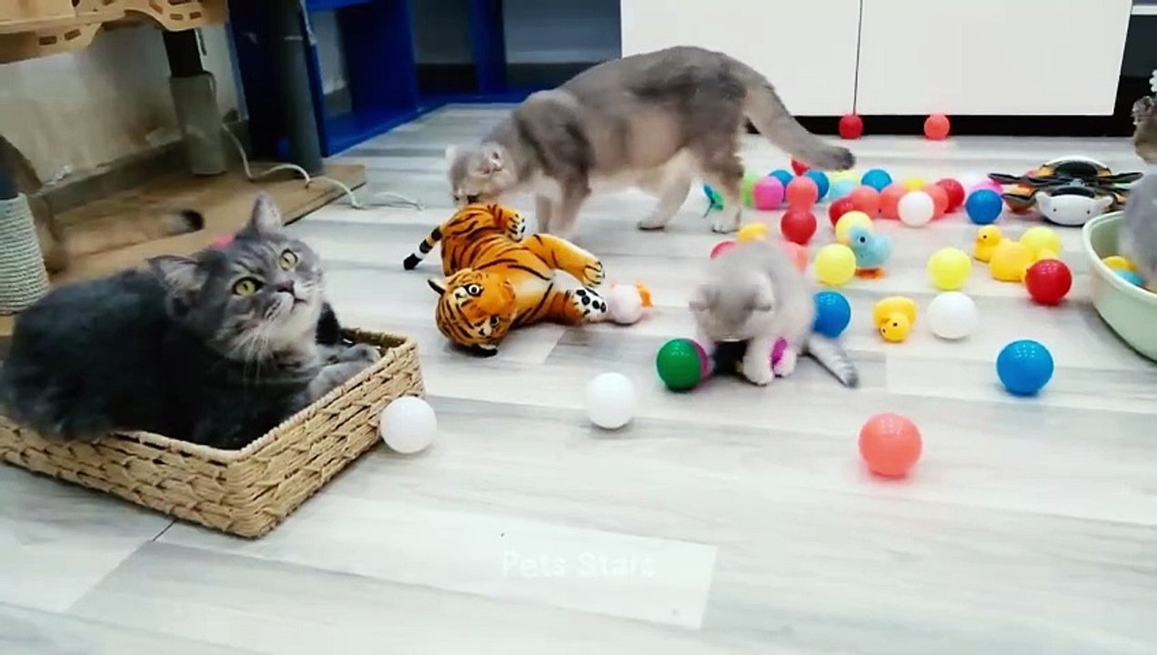 Best Funny Cats and Dogs Videos  Part 21