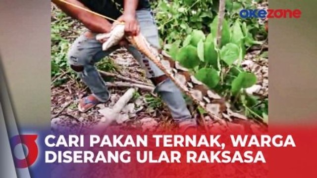 Ngeri, Ular Piton Raksasa Sepanjang 8 Meter Serang Warga saat Cari Pakan Ternak di Buton