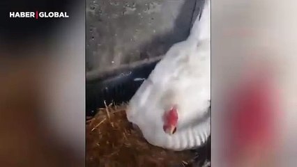 Yetim kedilere annelik yapan tavuğun görüntüleri gündem oldu: 'Yavrularından ayırmadı'