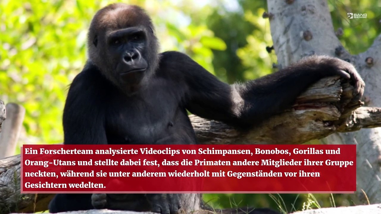 Affen necken ihre Freunde auf die gleiche Weise wie Menschen