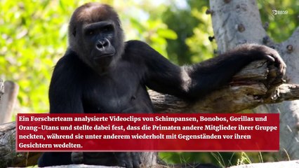 Affen necken ihre Freunde auf die gleiche Weise wie Menschen