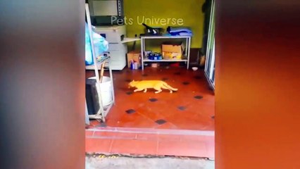 Funniest Cat and Doge memes  Part 24