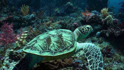 Tortugas generadas con Sora