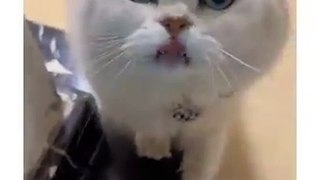 cats wants to play with owner| cute cat want to play