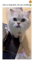 cats wants to play with owner| cute cat want to play