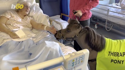 Miniature Therapy Pony Spreads Hospital Cheer