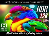 meditation music Key Relaxing Music and Relaxation Music  Harmonious Haven Ultra Animals Meditation Music & Relaxing Soundscapes Deep Relaxation Music,