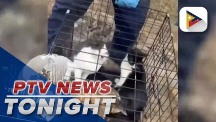 50 dogs, cats rescued from landslide, nearby areas in Maco, Davao de Oro