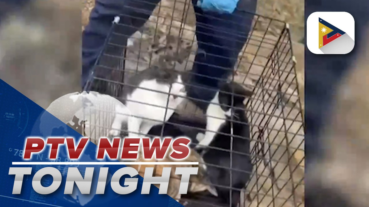 50 dogs, cats rescued from landslide, nearby ar...