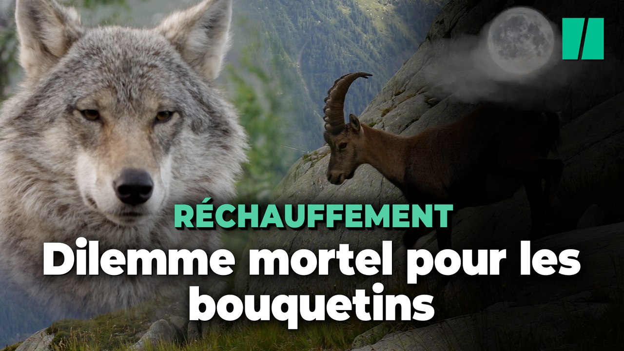 Dans les Alpes, les bouquetins préfèrent affronter les loups que le réchauffement climatique