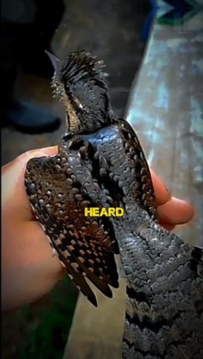 Eurasian Wryneck Fact!