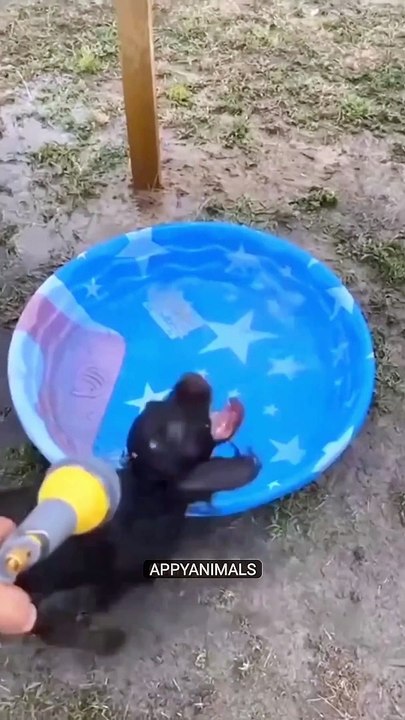 crazy animals from internet pt.3