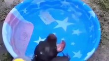 crazy animals from internet pt.3