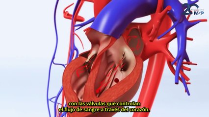 3 tipos de defectos cardíacos congénitos: ¿Cómo funcionan?