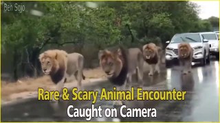Most Terrifying and Scariest Animal Encounter Caught on Camera