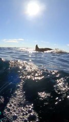 Orcas Swim Alongside Boat