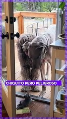 #Viral l Chiquito pero peligroso