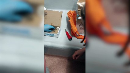 Les reptiles saisis par la Douane