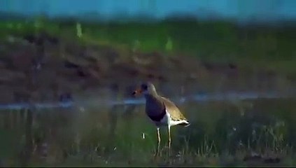 video: गुजरात में इतने साल बाद पावागढ़ में दिखी शिर राखोडी टिटोडी