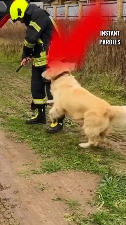 Ce chien alerte des pompiers et devient un soutien précieux pour leur mission