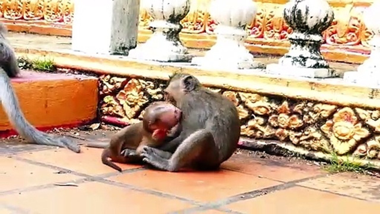 Special time of adorable baby Monaco and little cute girl Bella, They perform good actions (720p_25fps_H264-192kbit_AAC)