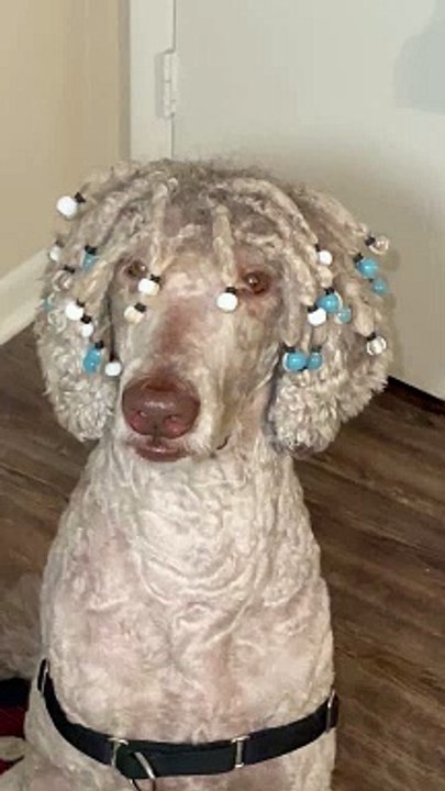 Poodle With Beaded Dreads
