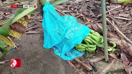 Скачать видео: Bananeros del Trópico en emergencia por bloqueos e inundaciones que afectan a su producción