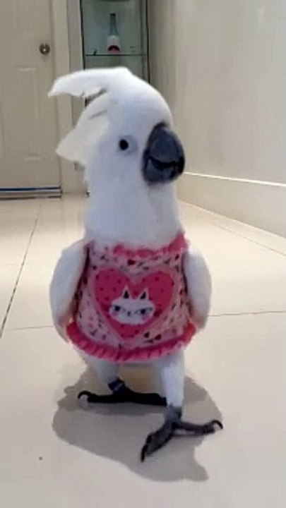 Cockatoo Valentine Catwalk