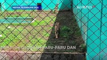 Kematian Harimau di Medan Zoo Kembali Terjadi, Bobby Nasution Sebut Kegagalan Breeding