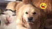 Funny Dogs And Cats Videos 2024  - Best Funniest Animal Videos Of The week