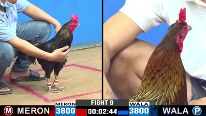 Đá Gà Trực Tiếp Hôm Nay Đá Gà Thomo, Đá Gà Campuchia HAY NHẤT