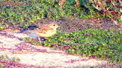 Richard's pipit (Anthus richardi) is a medium-sized passerine bird